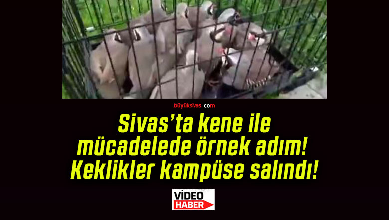 Sivas’ta kene ile mücadelede örnek adım! Keklikler kampüse salındı!