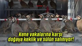 Kene vakalarına karşı doğaya keklik ve sülün salınıyor!