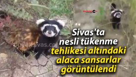 Sivas’ta nesli tükenme tehlikesi altındaki alaca sansarlar görüntülendi