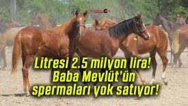 Litresi 2.5 milyon lira! Baba Mevlüt’ün spermaları yok satıyor!