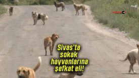Sivas’ta sokak hayvanlarına şefkat eli!