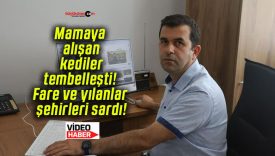 Mamaya alışan kediler tembelleşti! Fare ve yılanlar şehirleri sardı!