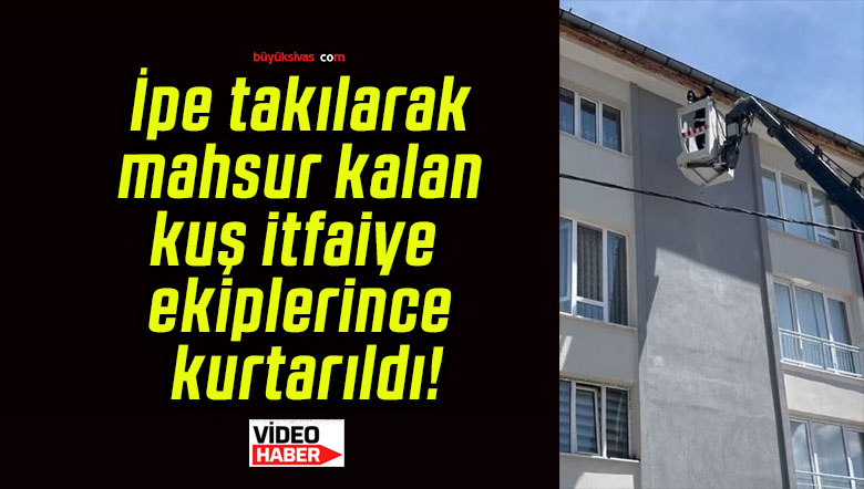 İpe takılarak mahsur kalan kuş itfaiye ekiplerince kurtarıldı!