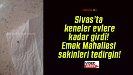 Sivas’ta keneler evlere kadar girdi! Emek Mahallesi sakinleri tedirgin!