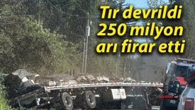 Tır devrildi: 250 milyon arı firar etti
