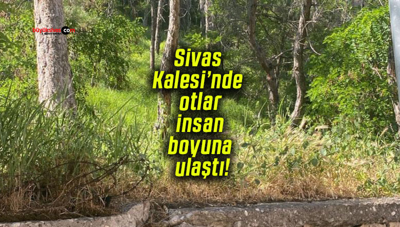 ulşatısa
