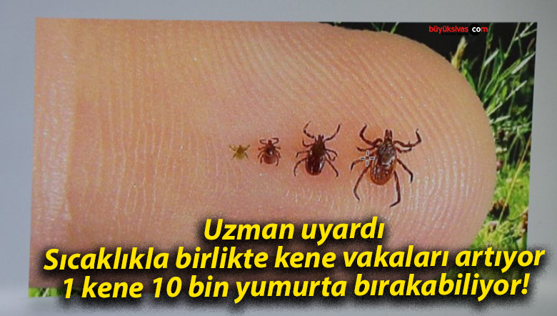 Uzman uyardı: Sıcaklıkla birlikte kene vakaları artıyor, 1 kene 10 bin yumurta bırakabiliyor!