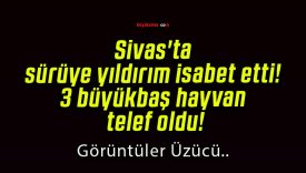Sivas’ta sürüye yıldırım isabet etti! 3 büyükbaş hayvan telef oldu!