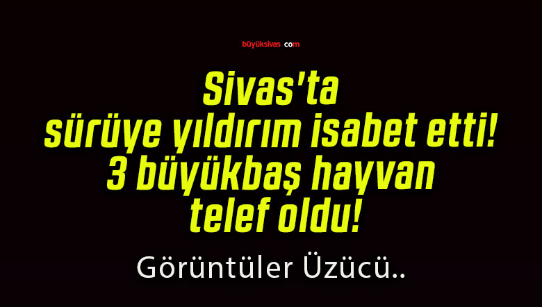 Sivas’ta sürüye yıldırım isabet etti! 3 büyükbaş hayvan telef oldu!
