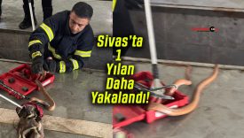 Sivas çarşı merkezinde otomobilin bagajında yılan yakalandı!