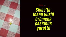 Sivas’ta insan yüzlü örümcek şaşkınlık yarattı!