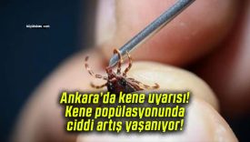 Ankara’da kene uyarısı! Kene popülasyonunda ciddi artış yaşanıyor!