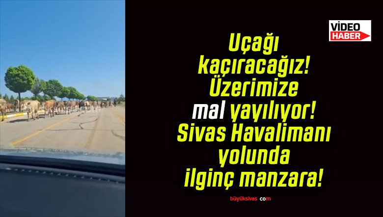 Uçağı kaçıracağız! Üzerimize mal yayılıyor! Sivas Havalimanı yolunda ilginç manzara!