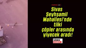 Sivas Şeyhşamil Mahallesi’nde tilki çöpler arasında yiyecek aradı!