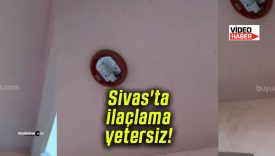 Sivas’ta ilaçlama yetersiz!