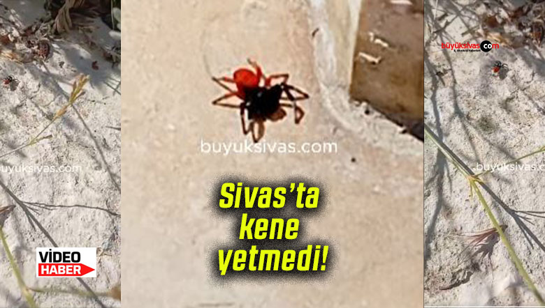 Sivas’ta kene yetmedi! Şimdi de zehirli uğur böceği alarmı! Şehir merkezinden görüntüler gelmeye devam ediyor!