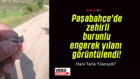 Paşabahçe’de zehirli burunlu engerek yılanı görüntülendi!