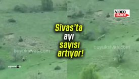 Sivas’ta ayı sayısı artıyor!
