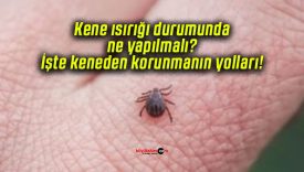 Kene ısırığı durumunda ne yapılmalı? İşte keneden korunmanın yolları!