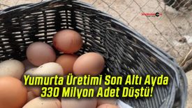 Yumurta Üretimi Son Altı Ayda 330 Milyon Adet Düştü!