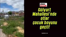 Gülyurt Mahallesi’nde otlar çocuk boyunu geçti!