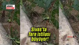 Sivas’ta fare istilası büyüyor! Artık insanlardan kaçmıyorlar!