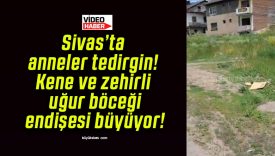 Sivas’ta anneler tedirgin! Kene ve zehirli uğur böceği endişesi büyüyor!