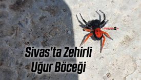 Yıldızeli Yukarıçakmak Köyü’nde zehirli uğur böceği görüldü