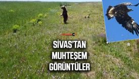 Sivas İmranlı’da Doğanın Mucizesi: Anne Ayı ve Yavruları, Kartallarla Aynı Karede!