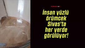 İnsan yüzlü örümcek Sivas’ta her yerde görülüyor!