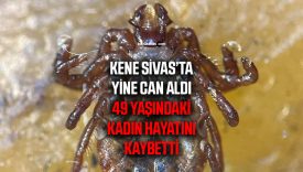 Sivas’ta keneden bir can daha gitti: Ölümler artıyor