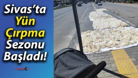 Sivas’ta yün çırpma sezonu başladı!