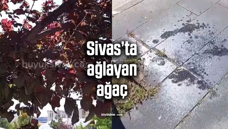 Cumhuriyet Üniversitesi’nde “Ağlayan Ağaç” Görenleri Şaşkına Çevirdi