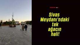 Sivas Meydanı’ndaki tek ağacın hali!