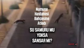 Sivas Numune Hastanesi bahçesinde şaşırtan misafir! Su samuru mu, sansar mı?