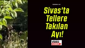 Sivas’ta Tellere Takılan Ayı!