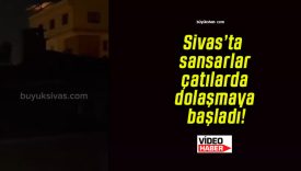 Sivas’ta sansarlar çatılarda dolaşmaya başladı!