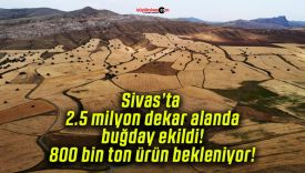 Sivas’ta 2.5 milyon dekar alanda buğday ekildi! 800 bin ton ürün bekleniyor!