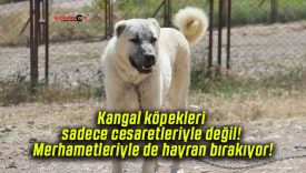 Kangal köpekleri sadece cesaretleriyle değil! Merhametleriyle de hayran bırakıyor!