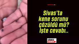 Sivas’ta kene sorunu çözüldü mü? İşte cevabı..