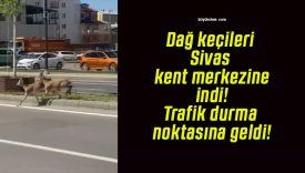 Dağ keçileri Sivas kent merkezine indi! Trafik durma noktasına geldi!