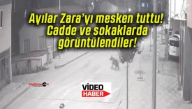 Ayılar Zara’yı mesken tuttu! Cadde ve sokaklarda görüntülendiler!