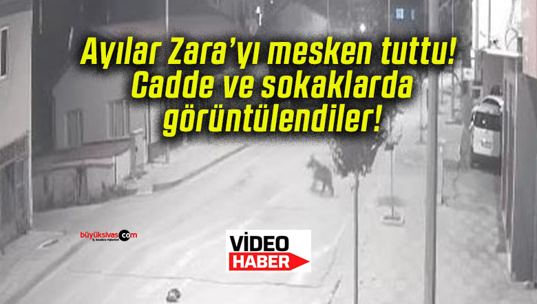 Ayılar Zara’yı mesken tuttu! Cadde ve sokaklarda görüntülendiler!