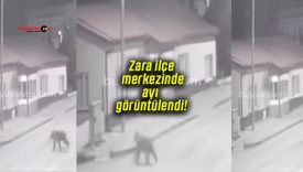 Zara ilçe merkezinde ayı görüntülendi!!