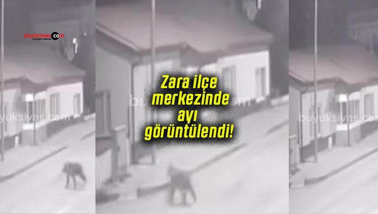 Zara ilçe merkezinde ayı görüntülendi!!
