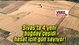 Sivas’ta 4 yeni buğday çeşidi hasat için gün sayıyor!