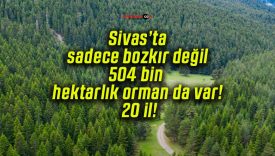 Sivas’ta sadece bozkır değil 504 bin hektarlık orman da var! 20 il!