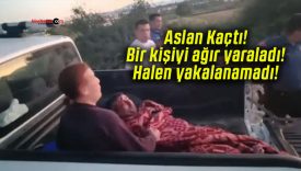 Aslan Kaçtı! Bir kişiyi ağır yaraladı! Halen yakalanamadı!