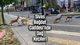 Sivas Bağdat Caddesi’nde dağ keçileri görenleri şaşkına çevirdi