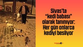 Sivas’ta “kedi babası” olarak tanınıyor: Her gün onlarca kediyi besliyor